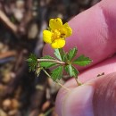 Potentilla erecta (L.) Raeusch.Potentilla erecta (L.) Raeusch.