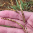 Paspalum dilatatum Poir.Paspalum dilatatum Poir.