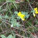 Lotus corniculatus L. subsp. corniculatusLotus corniculatus L. subsp. corniculatus