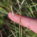 Hyparrhenia hirta (L.) StapfHyparrhenia hirta (L.) Stapf