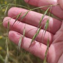 Avena barbata Pott subsp. barbataAvena barbata Pott subsp. barbata