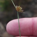 Juncus capitatus WeigelJuncus capitatus Weigel