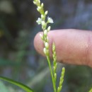 Persicaria decipiens (R.Br.) K.L.WilsonPersicaria decipiens (R.Br.) K.L.Wilson