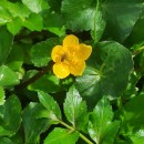 Caltha palustris L.Caltha palustris L.