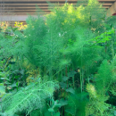 Foeniculum vulgare Mill.Foeniculum vulgare Mill.