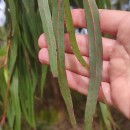 Eucalyptus macarthurii H. Deane & MaidenEucalyptus macarthurii H. Deane & Maiden