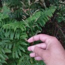 Agrostis stolonifera L.Agrostis stolonifera L.