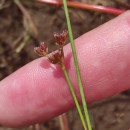 Juncus bulbosus L.Juncus bulbosus L.