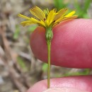 Leontodon saxatilis Lam.Leontodon saxatilis Lam.