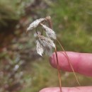 Eriophorum angustifolium Honck.Eriophorum angustifolium Honck.