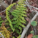 Asplenium obovatum Viv. subsp. billotii (F.W.Schultz) O.Bolòs, Vigo, Masalles & NinotAsplenium obovatum Viv. subsp. billotii (F.W.Schultz) O.Bolòs, Vigo, Masalles & Ninot