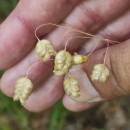 Briza maxima L.Briza maxima L.