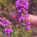 Erica cinerea L.Erica cinerea L.