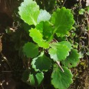 Saxifraga spathularis Brot.Saxifraga spathularis Brot.