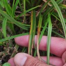 Carex binervis Sm.Carex binervis Sm.