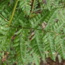 Dryopteris dilatata (Hoffm.) A. GrayDryopteris dilatata (Hoffm.) A. Gray