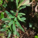 Euphorbia amygdaloides L.Euphorbia amygdaloides L.