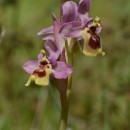 Ophrys tenthredinifera Willd.Ophrys tenthredinifera Willd.