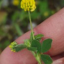 Medicago lupulina L.Medicago lupulina L.