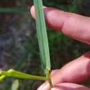 Paspalum vaginatum Sw.Paspalum vaginatum Sw.