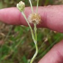 Helichrysum luteoalbum (L.) Rchb.Helichrysum luteoalbum (L.) Rchb.