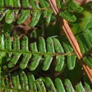 Dryopteris affinis - Grupo (Lowe) Fraser-JenkinsDryopteris affinis - Grupo (Lowe) Fraser-Jenkins