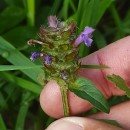 Prunella vulgaris L.Prunella vulgaris L.