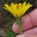 Picris hieracioides L.Picris hieracioides L.