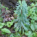 Euphorbia amygdaloides L.Euphorbia amygdaloides L.