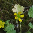 Ranunculus muricatus L.Ranunculus muricatus L.