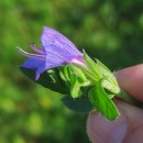 Echium rosulatum LangeEchium rosulatum Lange