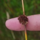 Juncus conglomeratus L.Juncus conglomeratus L.