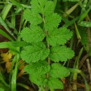 Erodium moschatum (L.) L’Her.Erodium moschatum (L.) L’Her.