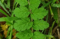 Erodium moschatum (L.) L’Her.Erodium moschatum (L.) L’Her.