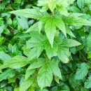 Eupatorium cannabinum  L.Eupatorium cannabinum L.