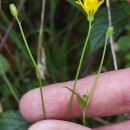 Crepis capillaris (L.) Wallr.Crepis capillaris (L.) Wallr.