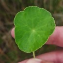 Hydrocotyle vulgaris L.Hydrocotyle vulgaris L.