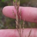 Agrostis canina L.Agrostis canina L.