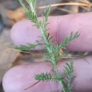 Chamaemelum nobile (L.) All.Chamaemelum nobile (L.) All.