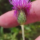 Cirsium filipendulum LangeCirsium filipendulum Lange