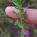 Lythrum junceum Banks & Sol.Lythrum junceum Banks & Sol.