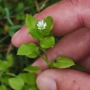 Stellaria media (L.) Vill.Stellaria media (L.) Vill.
