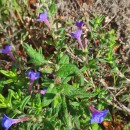 Glandora prostrata (Loisel.) D.C.ThomasGlandora prostrata (Loisel.) D.C.Thomas