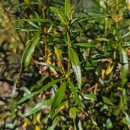 Cistus ladanifer  L.Cistus ladanifer  L.