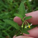 Solanum chenopodioides Lam.Solanum chenopodioides Lam.