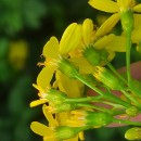 Senecio angulatus L. fil.Senecio angulatus L. fil.