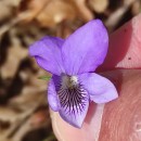 Viola riviniana Reichenb.Viola riviniana Reichenb.