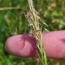 Anthoxanthum odoratum L.Anthoxanthum odoratum L.