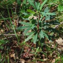 Euphorbia amygdaloides L.Euphorbia amygdaloides L.