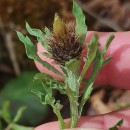 Centaurea corcubionensis M. LaínzCentaurea corcubionensis M. Laínz